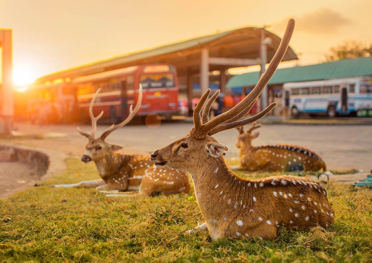 Brain Games LT Universalios dėlionės Sri Lanka, Trincomalee, 1000