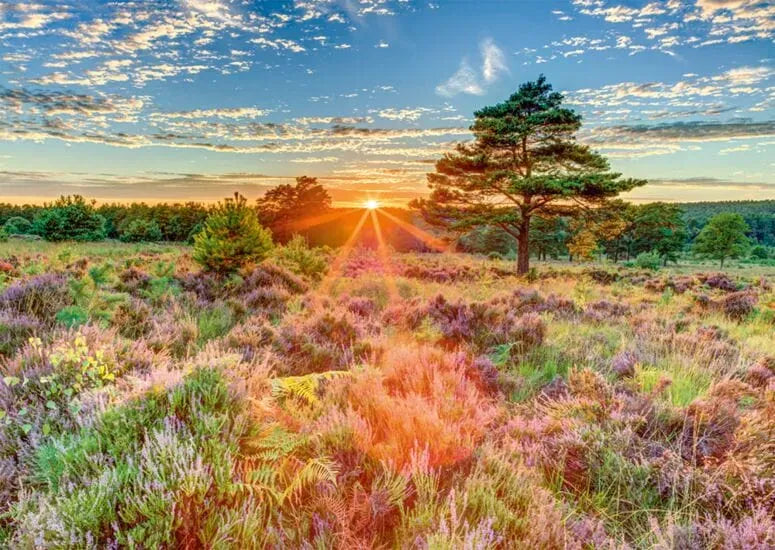 Schmidt Universalios dėlionės Sunset on the heath, 1000