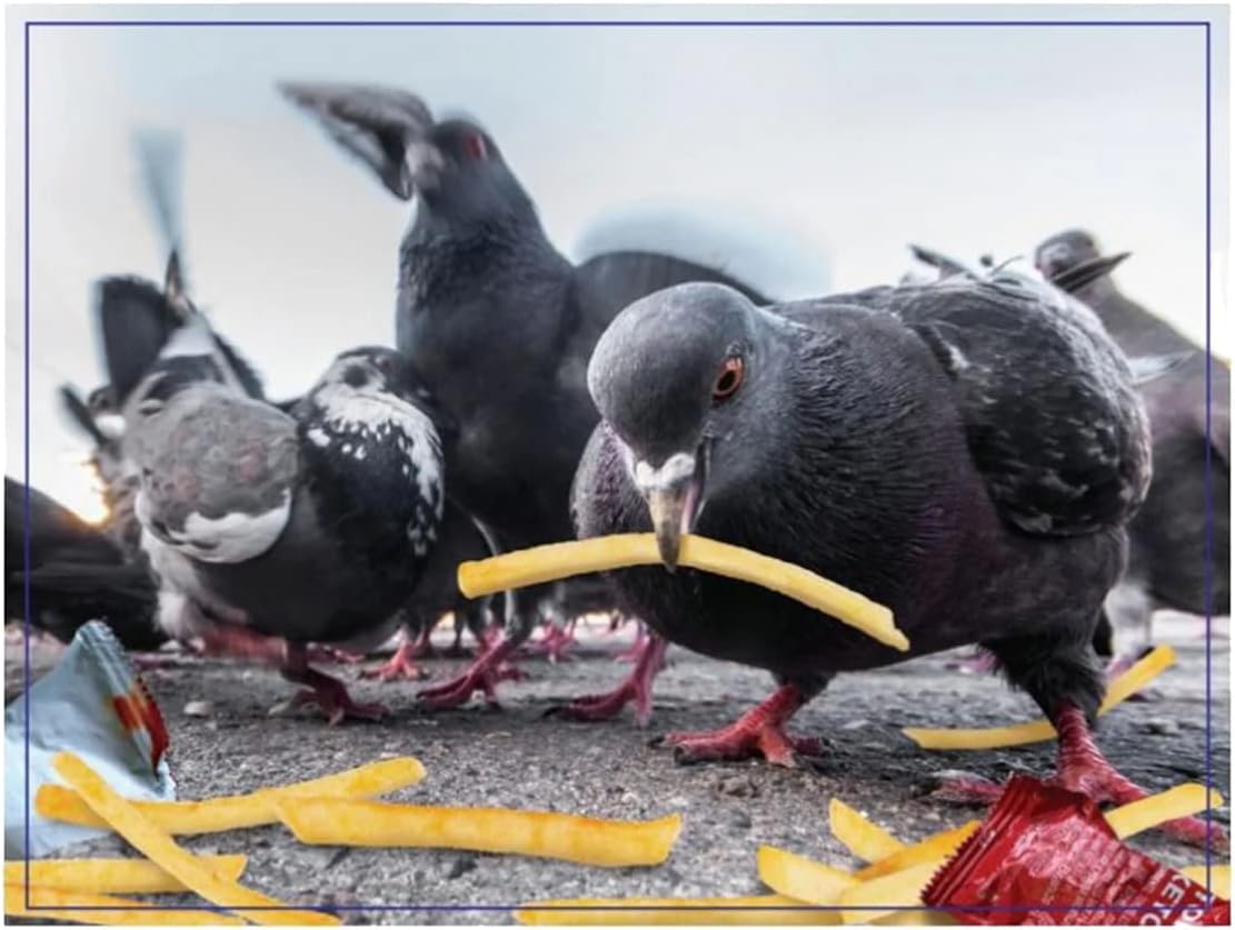 VR Distribution (UK) Limited Universalios dėlionės Doing Things Birds Prank Puzzle, 300