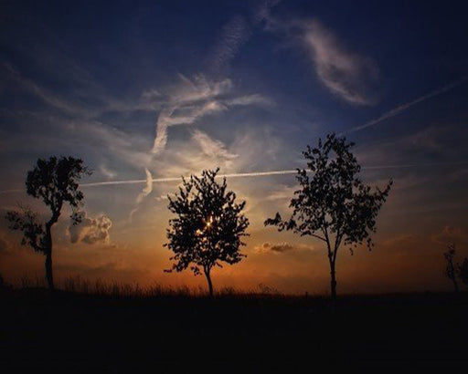 Medasle Rankdarbiai Deimantinė mozaika „Sunset Trees“
