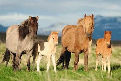 Family of Horses, 200-Vaikiškos dėlionės-Brain Games LT