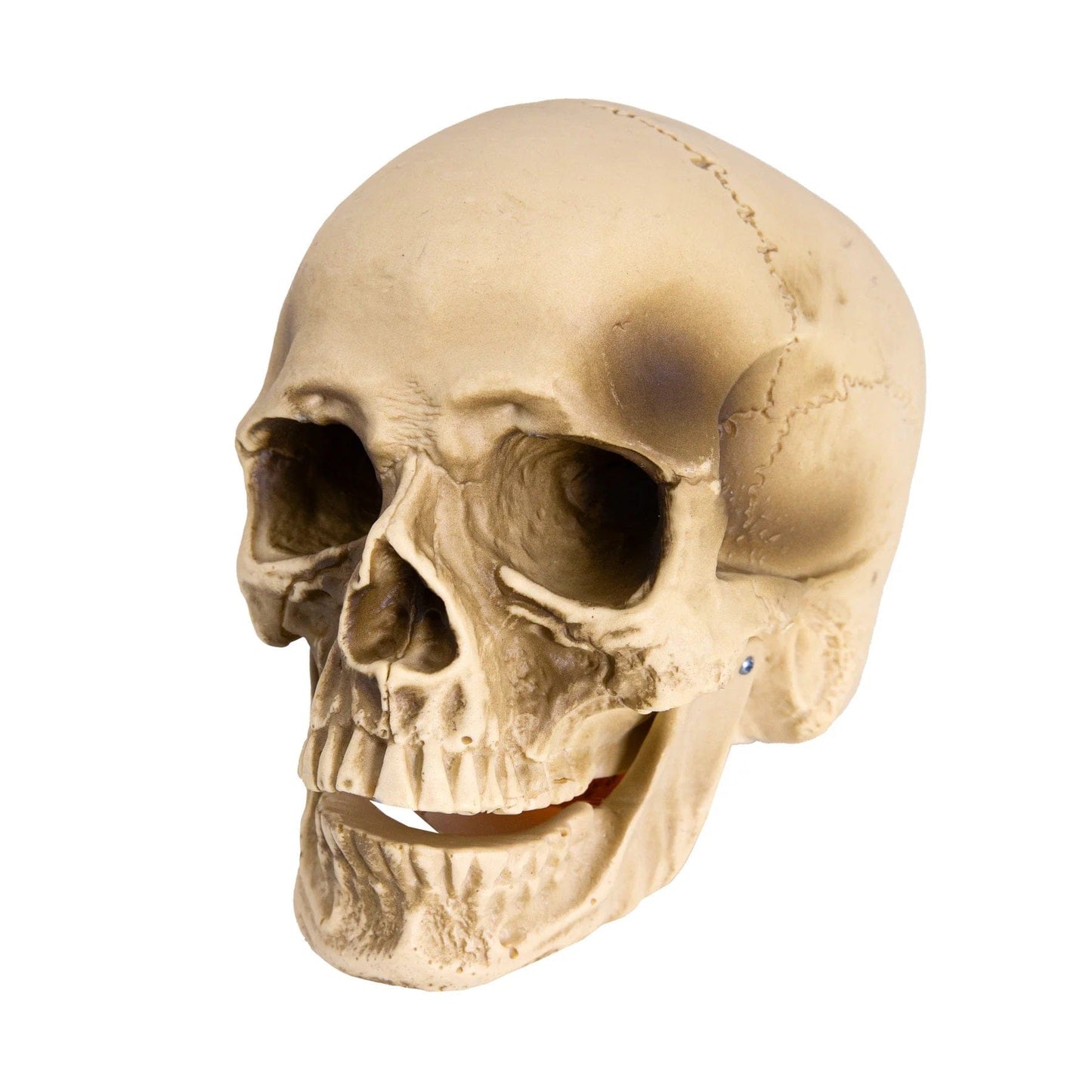 partypal Kita Helovino dekoracija Kaukolė su judančiu žandikauliu