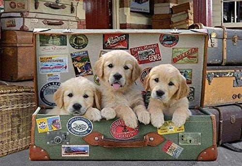 Puppies in the luggage, 500-Universalios dėlionės-Brain Games LT
