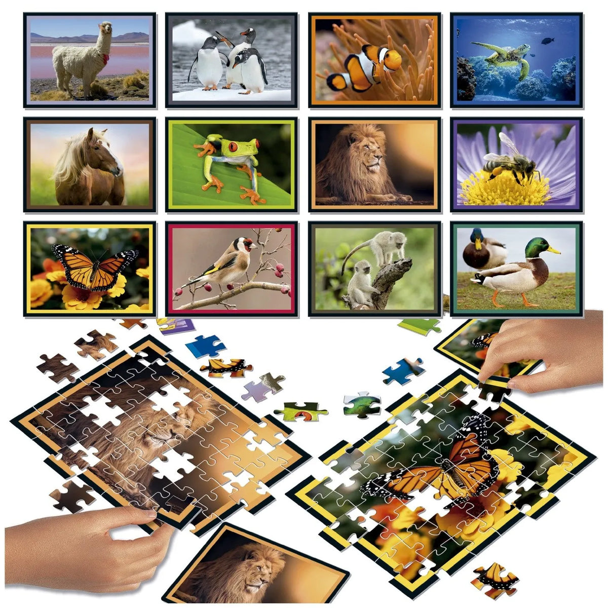 Puzzle Battle Natura-Universalios dėlionės-Brain Games LT