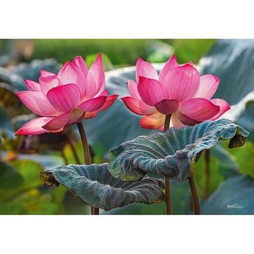 Sanifinas Universalios dėlionės Pink Lotus flowers, 500