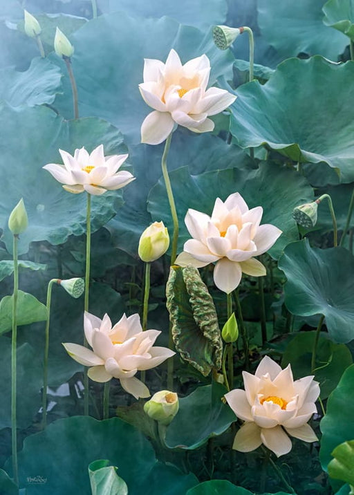 Sanifinas Universalios dėlionės White Lotus, 1000