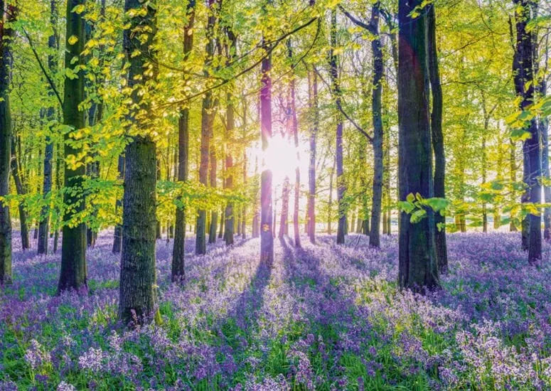 Tranquil bluebell woods, 1000-Universalios dėlionės-Brain Games LT