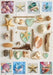 Educa Universalios dėlionės Seashells collage, 1000