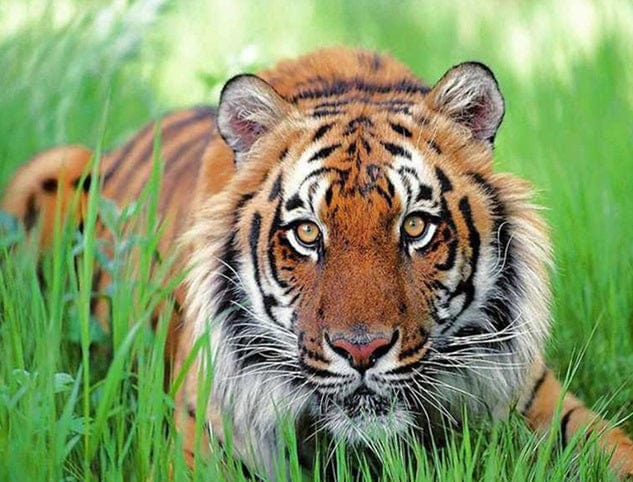 Medasle Rankdarbiai Deimantinė mozaika „Tigras žolėje“