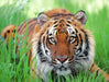 Medasle Rankdarbiai Deimantinė mozaika „Tigras žolėje“